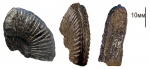 Amoeboceras?