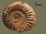 Epivirgatites