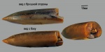 Pachyteuthis