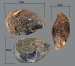 Крупная Buchia