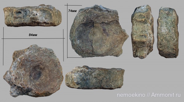 юра, ихтиозавры, морские рептилии, Сызрань, Jurassic