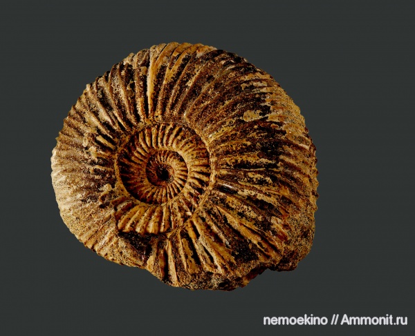 аммониты, юра, Epivirgatites, Ammonites, Сызрань, Jurassic