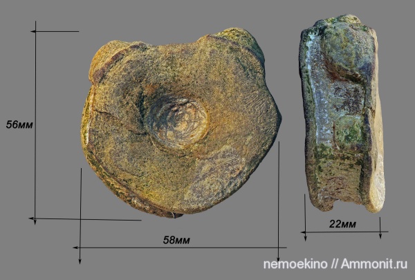 юра, ихтиозавры, морские рептилии, Сызрань, Jurassic