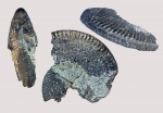 Aulacostephanus jasonoides?