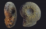 Aulacostephanus volgensis