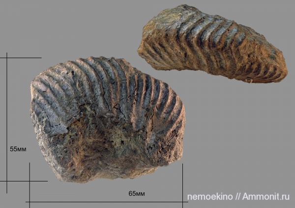 аммониты, юра, Ammonites, Сызрань, Jurassic