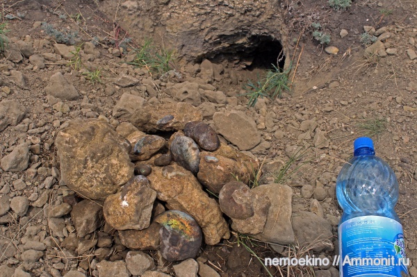 аммониты, юра, Самарская область, Craspedites, Ammonites, места находок, Jurassic