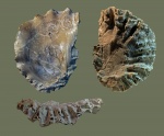 Lopha sp.