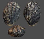 Ctenostreon