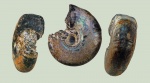 Craspedites