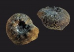 Craspedites milkovensis