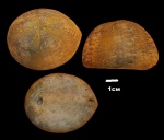 Меловой ёж Echinocorys