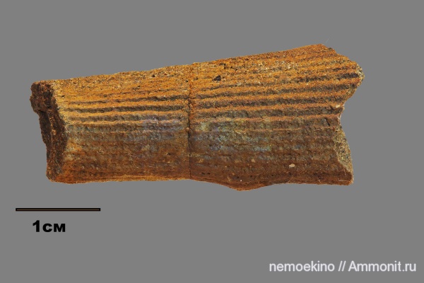 пермь, каламиты, Calamites, Кемеровская область, Permian