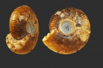 Craspedites