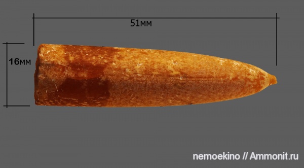 белемниты, мел, Самарская область, Belemnitella, Cretaceous, belemnites