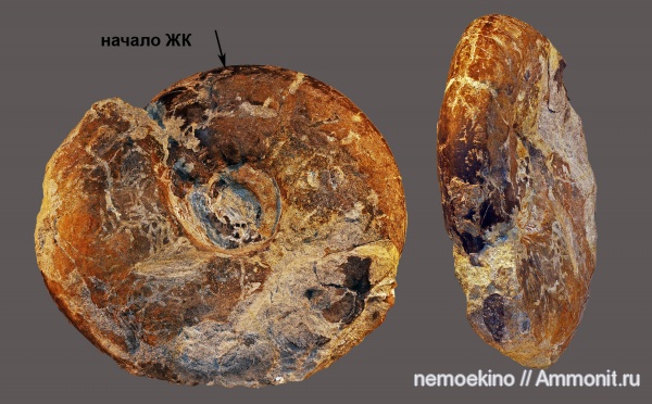 Craspedites, Сызрань, Jurassic