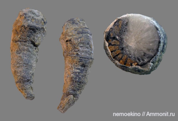 кораллы, Devonian, Rugosa, Кемеровская область