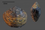 Loripes