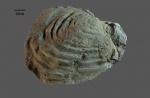 Anopaea