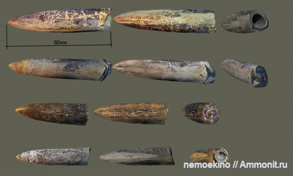 белемниты, юра, Самарская область, Jurassic