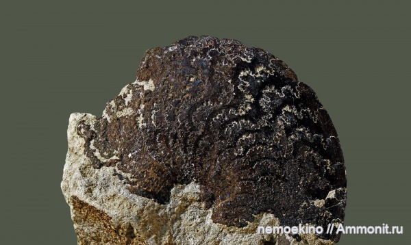 аммониты, юра, Garniericeras, Сызрань