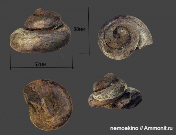 гастроподы, юра, Самарская область, Jurassic