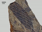 Tomiodendron
