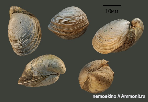 юра, двустворчатые моллюски, Buchia, Сызрань, Jurassic