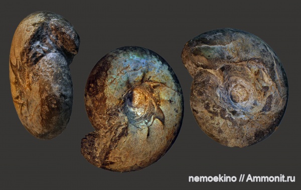 юра, Craspedites, Сызрань, Craspedites parakaschpuricus, Jurassic