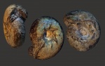 Craspedites parakaschpuricus