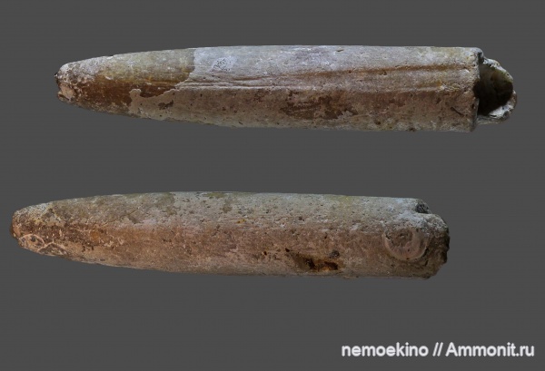 белемниты, мел, Самарская область, Belemnitella, обрастание, Cretaceous, belemnites