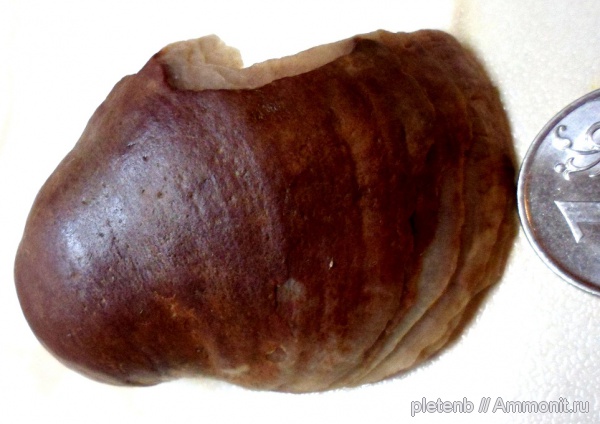 Gryphaea