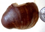 Грифея.