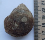 Pholadomya esmarki (Nilsson,1827)