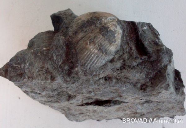 brachiopoda, Spiriferida, Articulata, choristites priscus
