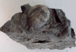 Choristites priscus Eichw.