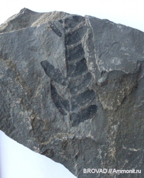 Neuropteris, Pteridospermae, cormophyta