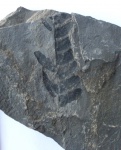 Neuropteris sp.