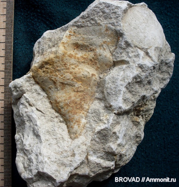 Bryozoa