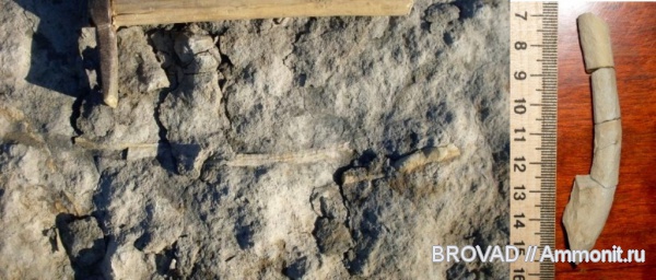 ichnofossils, Cruziana
