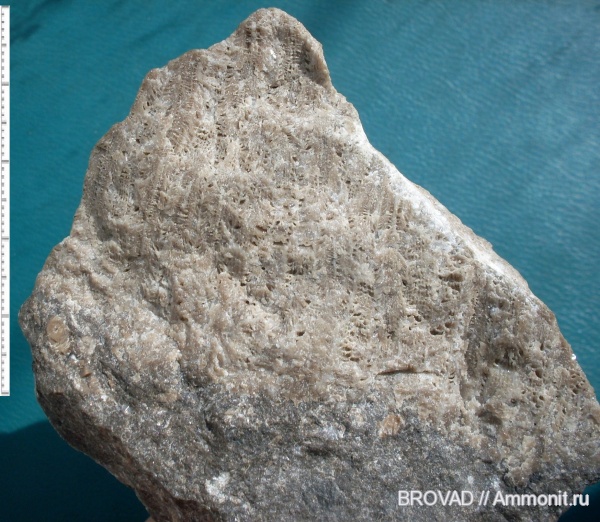 Petalaxis, Anthozoa