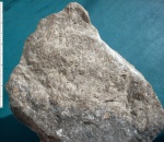 Petalaxis sp.