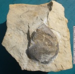 Linoproductus sp.