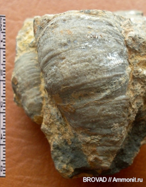 Anthozoa, Rugosa