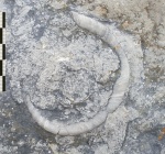 Euomphalus sp.