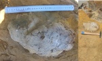 Chaetetes sp.