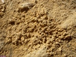 Aulopora macrostoma