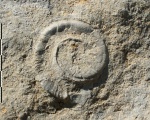 Еuomphalus marginatus Eichw.