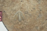 Trilobita