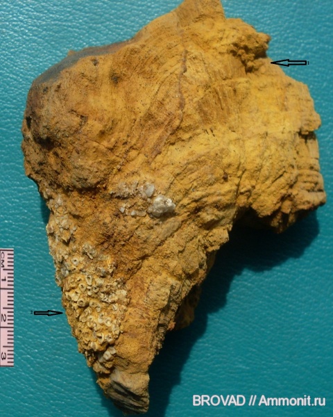 Chaetetes, Anthozoa, Aulopora macrostoma, Spongia